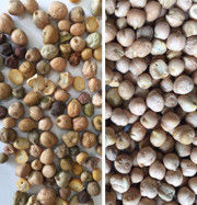 Chickpea υψηλής ικανότητας χρώματος ταξινομώντας μηχανή χρώματος φασολιών CCD επεξεργασίας εξοπλισμού διαλογέων γεωργική για Chickpea