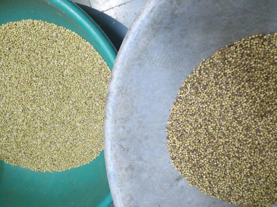 Ρυθμοαπόδοση ταξινομώντας μηχανών 200kg/h σπόρου κορίανδρου υψηλής ακρίβειας