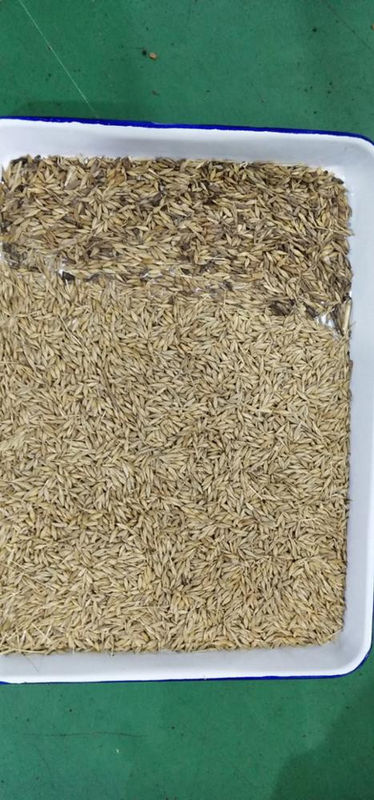 Quinoa διαλογέων χρώματος σίτου βρωμών διαλογέων χρώματος φαγόπυρου ταξινομώντας μηχανή χρώματος