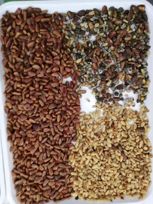 WENYAO ρυθμιζόμενες παραμέτρους 64 κανάλια υψηλής απόδοσης λειτουργίας καρύδας διαλογή χρώματος για καρύδι πεύκου