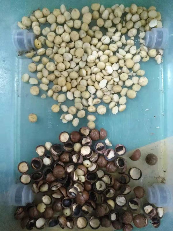 Διαλογέας χρώματος CCD για Macadamia αμυγδάλων/φυστικιών/το φυστίκι πεκάν