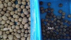 Διαλογέας χρώματος ξύλων καρυδιάς εξοπλισμού επεξεργασίας ξύλων καρυδιάς ταξινομώντας μηχανών χρώματος ξύλων καρυδιάς διαχωριστών της Shell ξύλων καρυδιάς