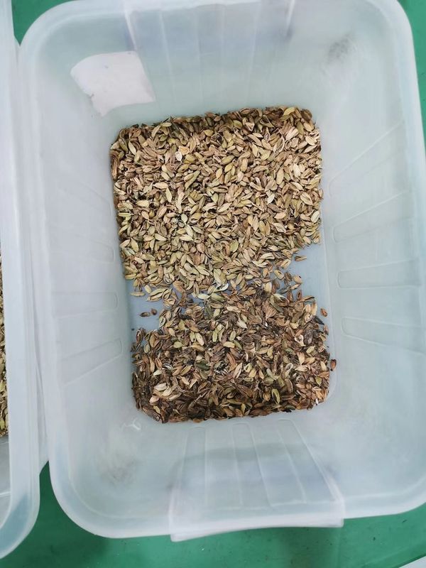 Γεωργική μηχανή το /Cardamom διαλογέων χρώματος καρδάμωμων εξοπλισμών που χωρίζει τη μηχανή