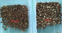 2025 Ζεστή πώληση Factory Price CCD Color Nut Sorter Συσκευή διαχωρισμού καρύδων Μακαδάμια με CE