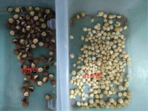 Macadamia Macadamia διαλογέων χρώματος καρυδιών Macadamia διαχωριστών ταξινομώντας βαθμολογώντας μηχανή καρυδιών