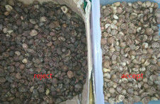 2025 Ζεστή πώληση Factory Price CCD Color Nut Sorter Συσκευή διαχωρισμού καρύδων Μακαδάμια με CE