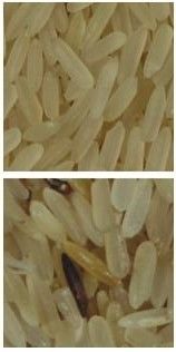 2 ψηφιακή ευφυής κάμερα χρώματος CCD διαλογέων χρώματος ρυζιού υδατοπτώσεων