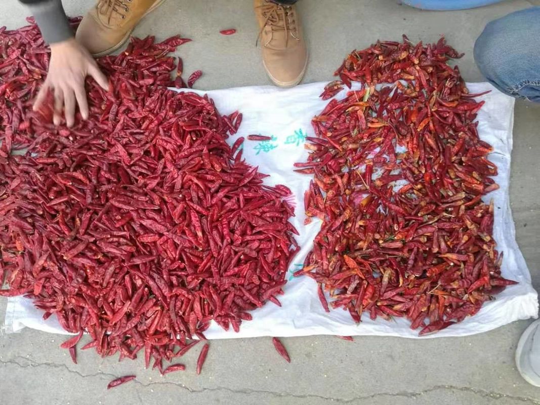 WENYAO ανοξείδωτο 304 Τροφίμων Chili ποικιλίες Διαχωρισμός Chili ποιοτικός έλεγχος Χρωματικός διαλογιστής για την κατάταξη κόκκινο τσίλι