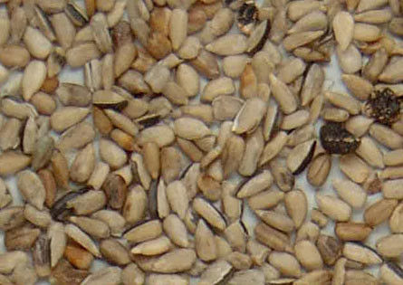 Μηχανή 256 διαλογέων χρώματος πυρήνων 2t/H ηλίανθων καμερών CCD κανάλια