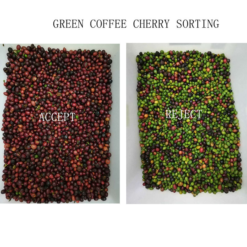 Automatic Beans Color Sorter Μηχάνημα ταξινόμησης κόκκων καφέ Πολυλειτουργικός διαχωριστής για φακές σόγιας Ρεβύθια