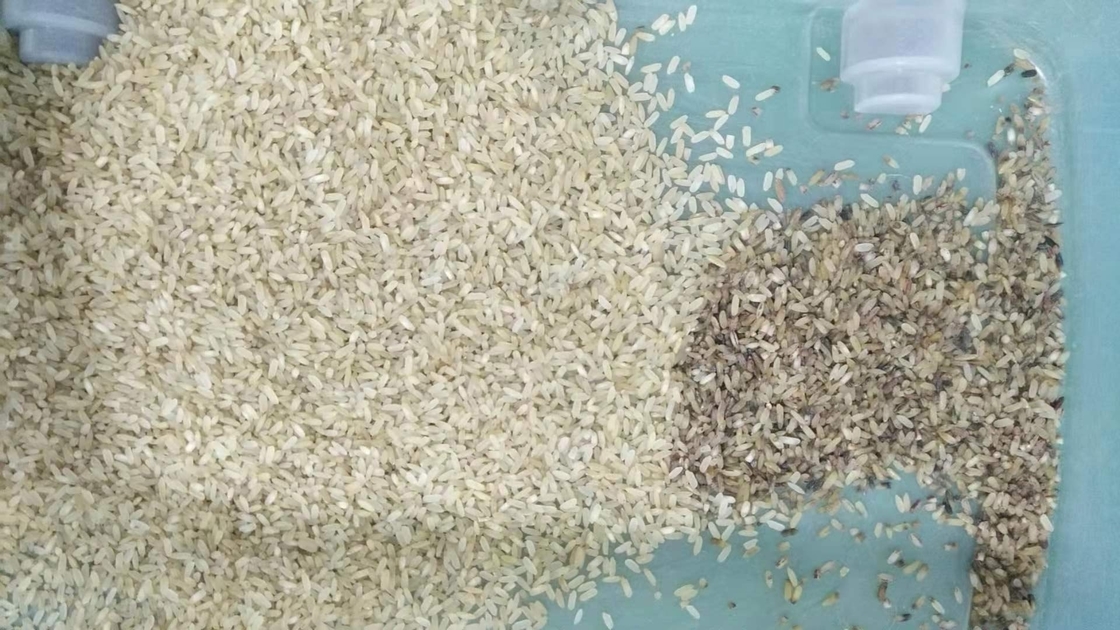 υψηλός διαχωριστής χρώματος ρυζιού μηχανών ρυζιού διαλογέων χρώματος ακρίβειας αυτόματος οπτικός