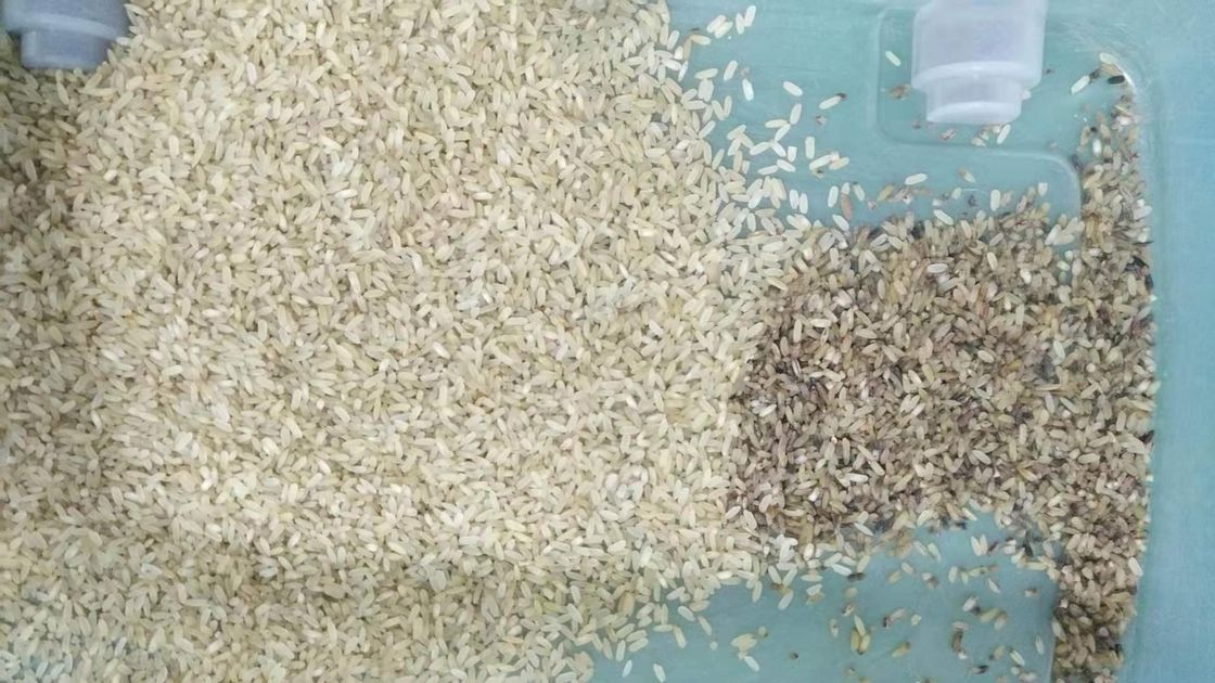 Ταξινομώντας μηχανή 32 χρώματος καφετιού ρυζιού CCD μίνι κανάλια
