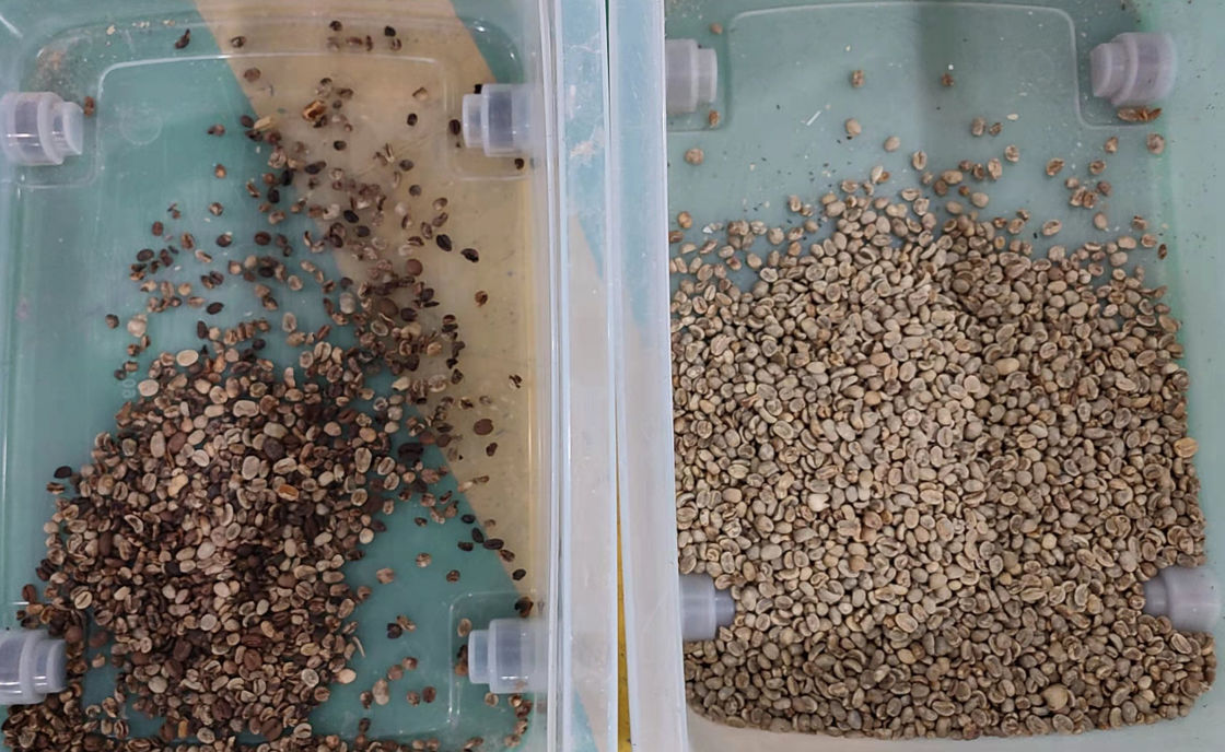 Automatic Beans Color Sorter Μηχάνημα ταξινόμησης κόκκων καφέ Πολυλειτουργικός διαχωριστής για φακές σόγιας Ρεβύθια