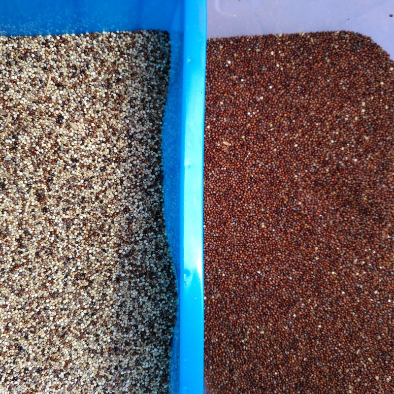 2 Quinoa κριθαριού σίτου εξοπλισμού επεξεργασίας διαλογέων χρώματος υδατοπτώσεων 0.6-2.5ton/H οπτικός Ccd διαχωριστής