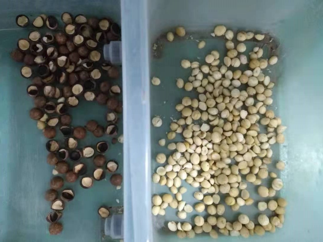 Υψηλή ταχύτητα 6 Macadamia ρυζιού υδατοπτώσεων RGB ταξινομώντας μηχανή χρώματος φασολιών καφέ με το πιστοποιητικό CE
