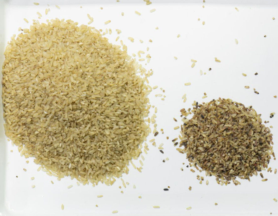 Οπτικό χρώμα διαλογέων χρώματος ρυζιού Wenyao CCD Carame που ταξινομεί τη μαύρη μηχανή διαλογέων χρώματος ρυζιού