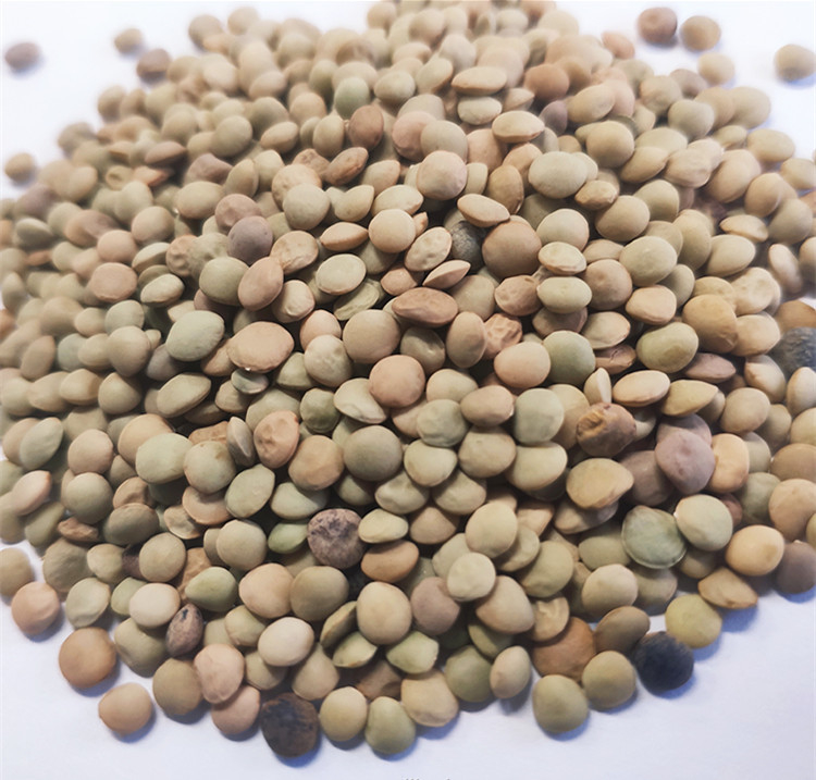 Πολλών χρήσεων Quinoa καλαμποκιού αυτόματος υπολογισμός διαλογέων χρώματος ρυζιού σίτου