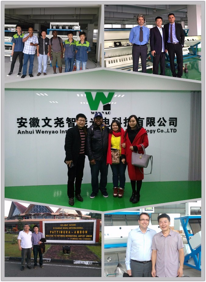 RGB οπτικός διαλογέας χρώματος CCD Wenyao για το χρώμα και τη μορφή καλαμποκιού σίτου 13