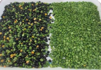 Μηχανήματα επεξεργασίας καλλιεργειών γεωργίας Wenyao Οπτική διαλογή χρωμάτων για φακές Διαχωρισμός χρωμάτων 4