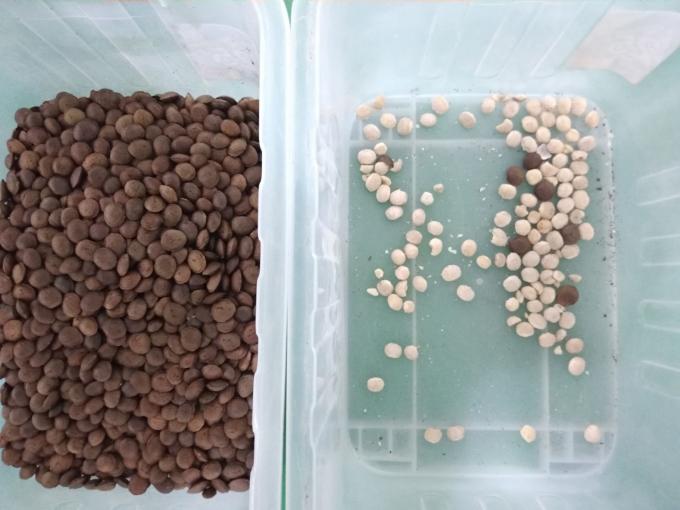 2025 Ζεστή πώληση Factory Price CCD Color Nut Sorter Συσκευή διαχωρισμού καρύδων Μακαδάμια με CE 4