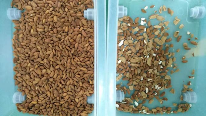 Ευφυής μηχανή διαλογής χρώματος καρύδας 6 Chute με αισθητήρα Toshiba CCD και κάμερα RGB 9