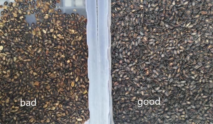 Wenyao Νέο οπτικό πιστοποιητικό CE Σπόροι κολοκύθας Σπόροι καρπούζι Σπόροι χρώματος μηχανή διαλογής 12