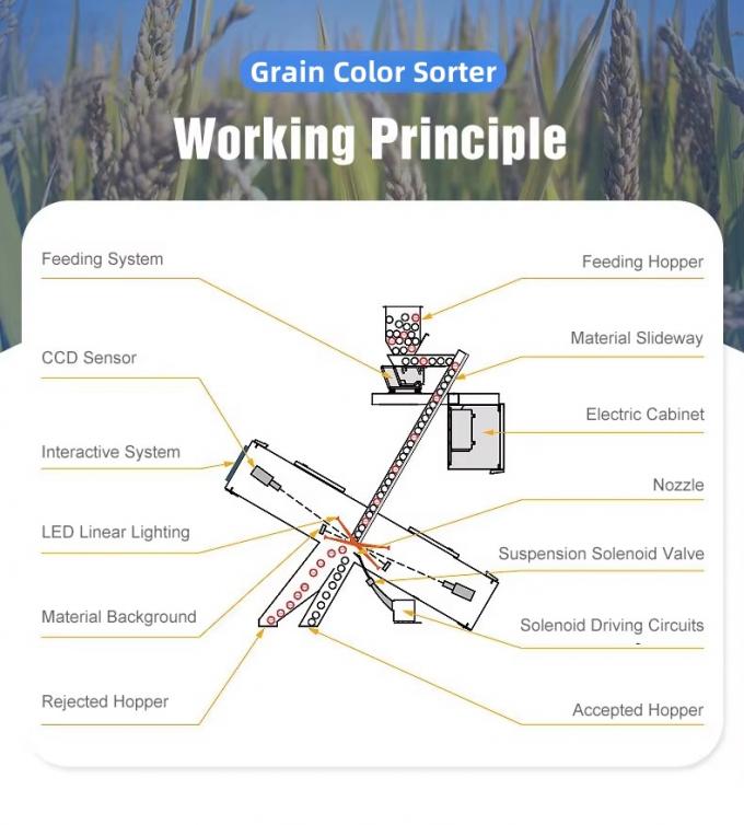 Κινέζικο εργοστάσιο Wenyao 7 Στυλ Chute Υψηλής τεχνολογίας μηχανή ταξινόμησης χρώματος σιτηρών σουσάμι 3