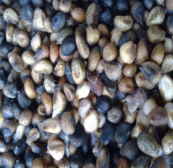 Wenyao &Epsilon;&pi;&alpha;&gamma;&gamma;&epsilon;&lambda;&mu;&alpha;&tau;&iota;&kappa;ή &Omicron;&pi;&tau;&iota;&kappa;ή &Sigma;&upsilon;&nu;&alpha;&rho;&mu;&omicron;&lambda;&omicron;&gamma;&eta;&tau;ή&sigmaf; &Chi;&rho;ώ&mu;&alpha;&tau;&omicron;&sigmaf; &Sigma;&epsilon;&zeta;ά&mu;&iota; &Alpha;&gamma;&rho;&iota;ό&chi;&omicron;&rho;&tau;&omicron; &Sigma;&pi;ό&rho;&omicron;&iota; &Beta;&alpha;&mu;&beta;&alpha;&kappa;&iota;&omicron;ύ &Sigma;&upsilon;&nu;&alpha;&rho;&mu;&omicron;&lambda;&omicron;&gamma;&eta;&tau;ή&sigmaf; &Chi;&rho;ώ&mu;&alpha;&tau;&omicron;&sigmaf; &Sigma;&upsilon;&nu;&alpha;&rho;&mu;&omicron;&lambda;&omicron;&gamma;&eta;&tau;ή&sigmaf; 10