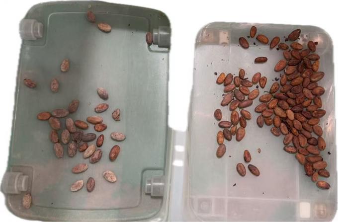 Wenyao 2025 Τελευταία κινεζική εργοστάσιο οπτική διαλογή προμηθευτής κακάο καρύδια χρώμα διαλογή μηχανή 12