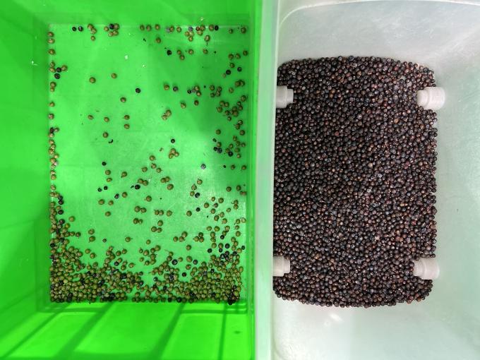 Αυτοματοποιημένη διάκριση χρωμάτων Wenyao Φρέσκο βατόμουρο Ζωνάβης Berries Color Sorter Machine 5