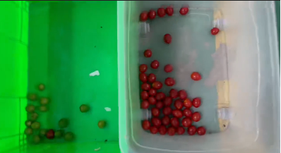 Αυτοματοποιημένη διάκριση χρωμάτων Wenyao Φρέσκο βατόμουρο Ζωνάβης Berries Color Sorter Machine 7