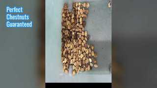 Διαλογής χρώματος καστανιάς για ξηρούς καρπούς